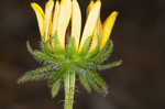 Missouri orange coneflower